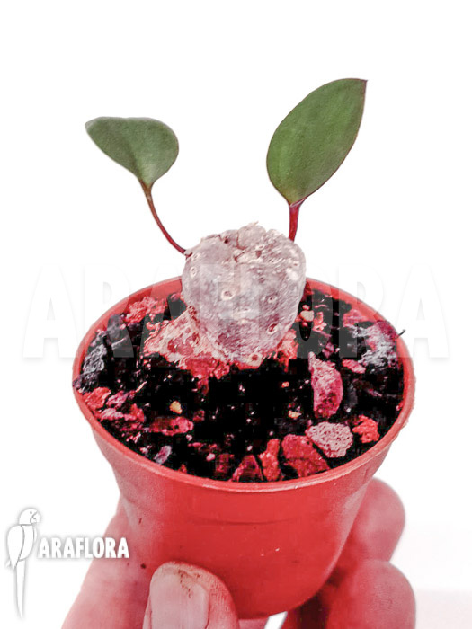 Eriosperma cooperii ‚L‘