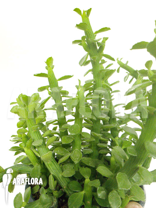 Euphorbia ellenbeckii