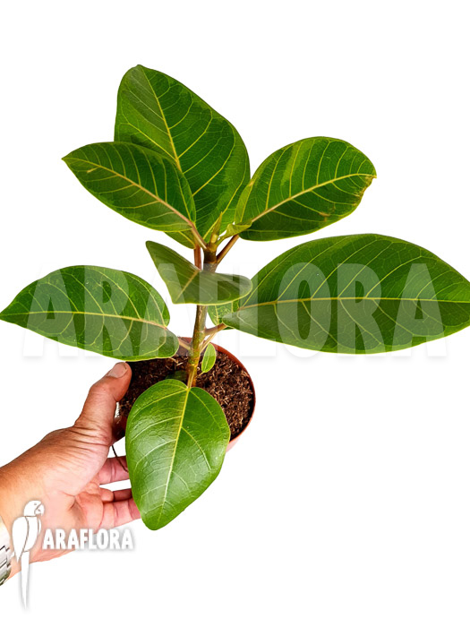 Ficus altissima var ‚Starter‘