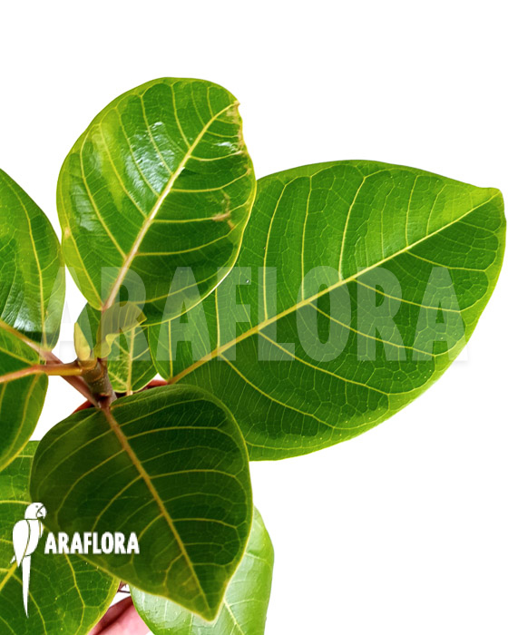 Ficus altissima var ‚Starter‘