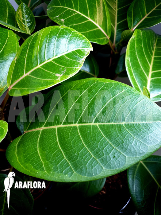 Ficus altissima var ‚Starter‘