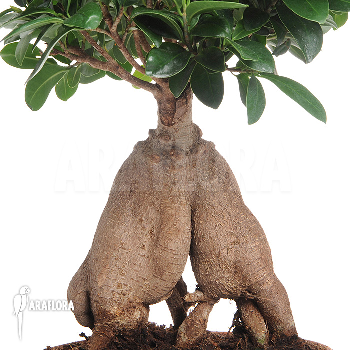 Ficus microcarpa ‚Ginseng‘ ‚L‘