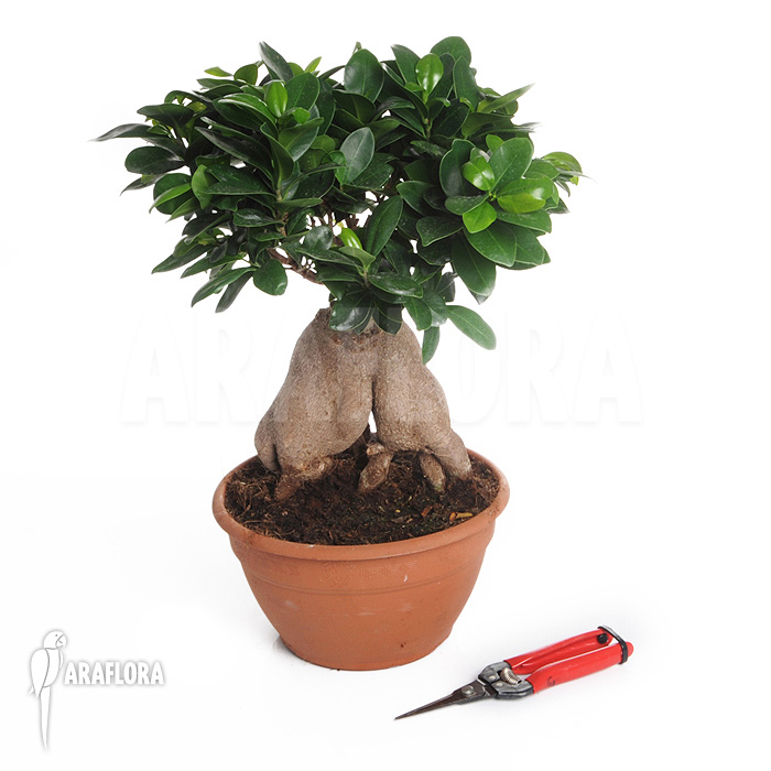 Ficus microcarpa ‚Ginseng‘ ‚L‘