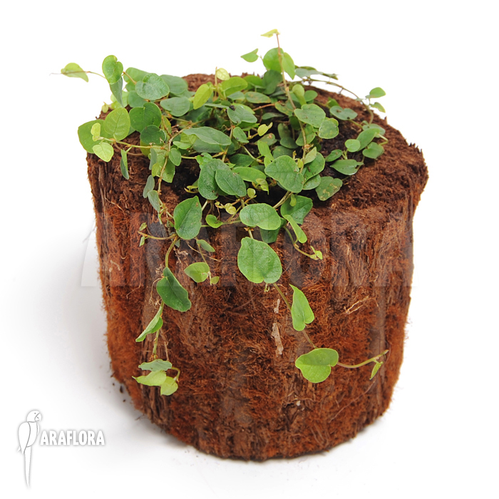 Ficus pumila ‚S‘