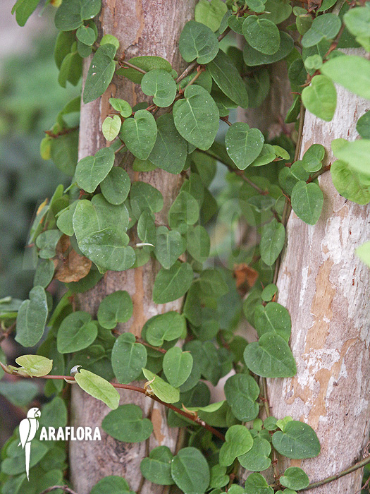 Ficus pumila ‚S‘