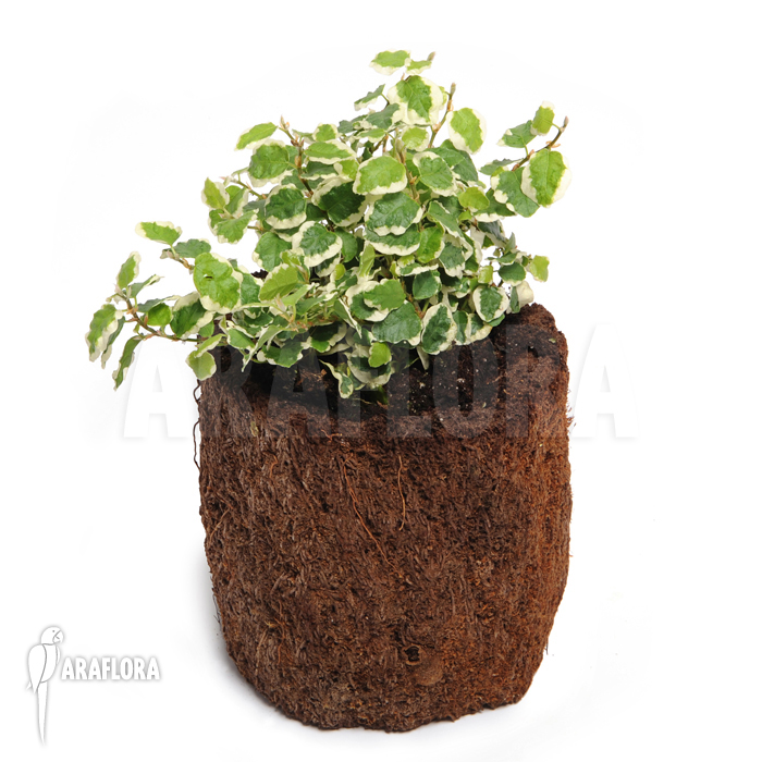 Ficus pumila ‚Sunny‘ ‚S‘