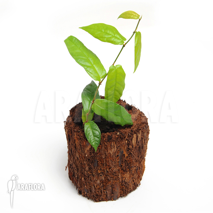 Ficus sagittata ‚S‘