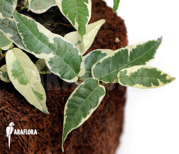 Ficus sagittata ‚Variagated‘