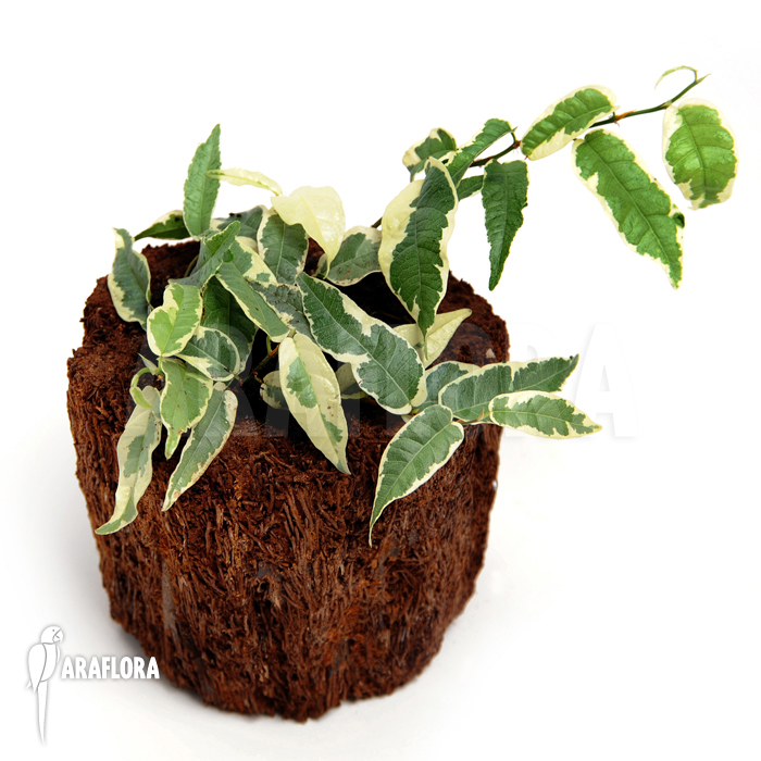 Ficus sagittata ‚Variagated‘