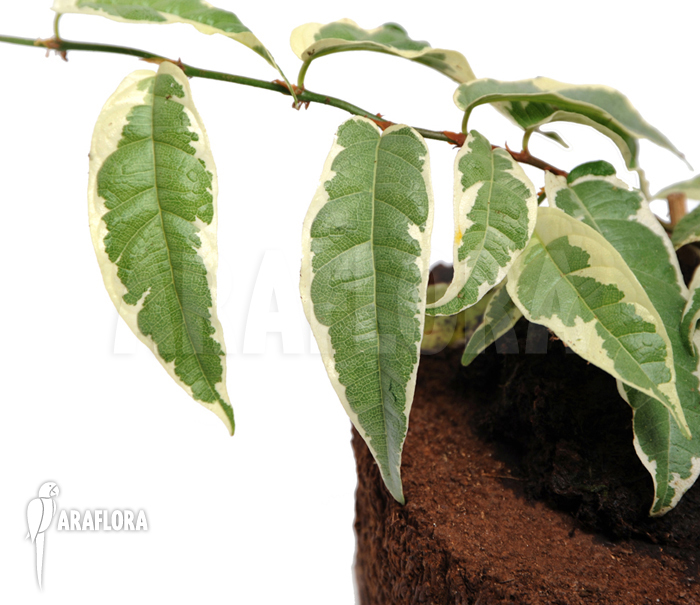Ficus-sagittata-Variagated-4