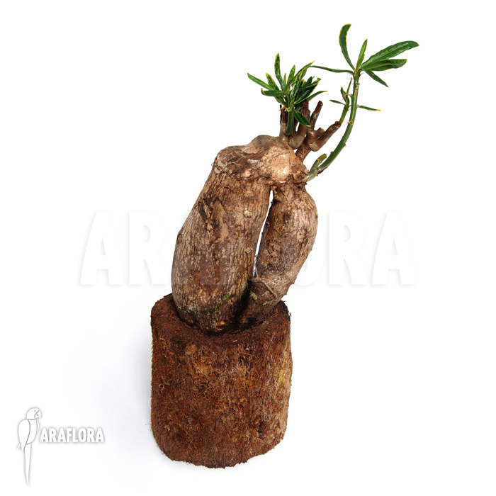 Fockea edulis ‚M‘