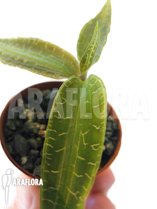 Goodyera malipoensis