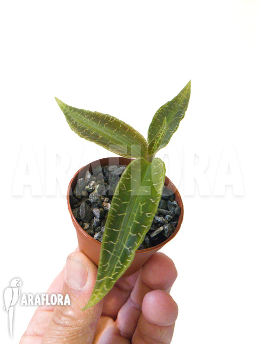 Goodyera malipoensis
