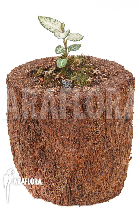 Goodyera schlechtendaliana var ‚Nishikiran Japan‘