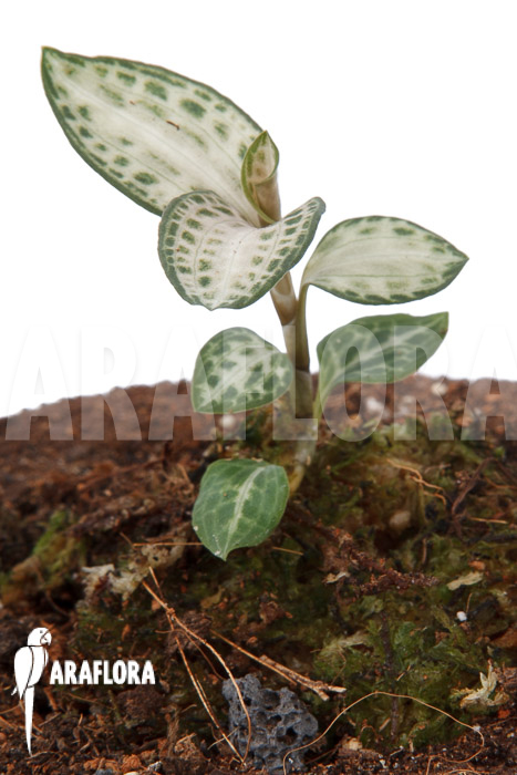 Goodyera schlechtendaliana var ‚Nishikiran Japan‘