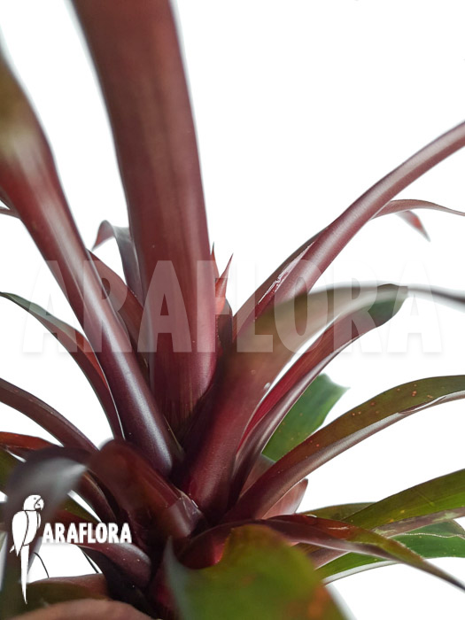 Guzmania x Revolution