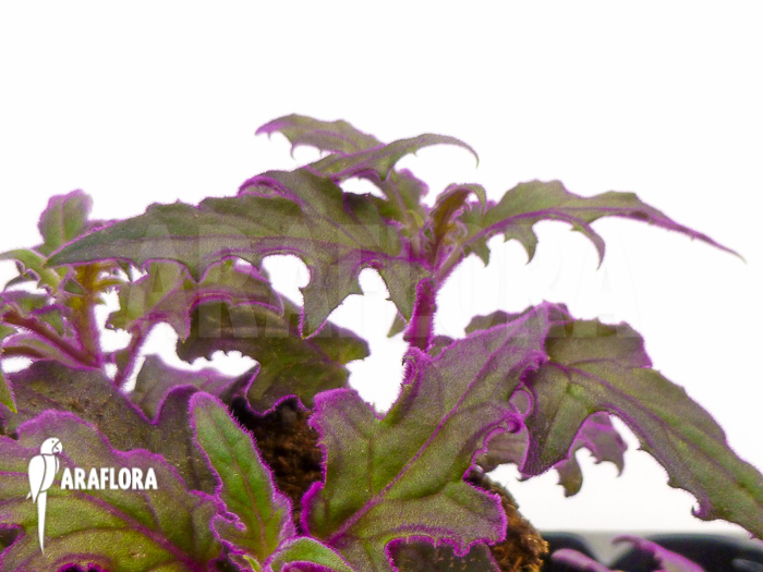 Gynura aurantiaca ‚L‘