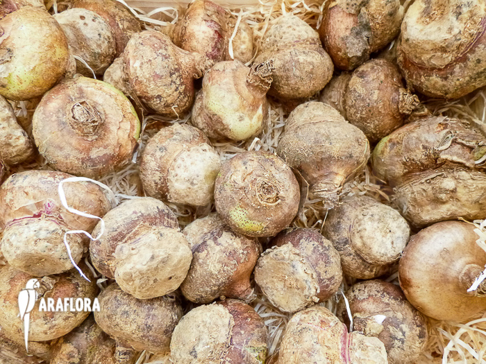 Haemanthus multiflorus after flowering