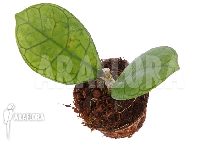 Hoya finlaysonii Rp099 ‚S‘