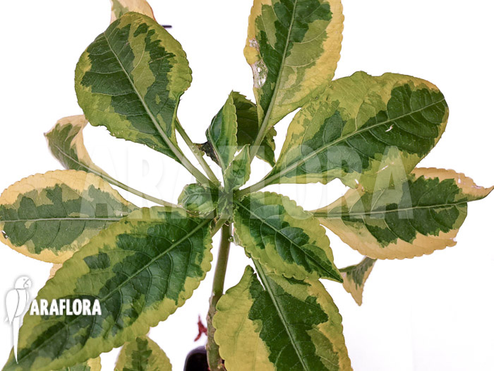 Impatiens niamniamensis variegata