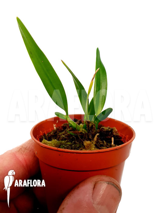 Laelia anceps