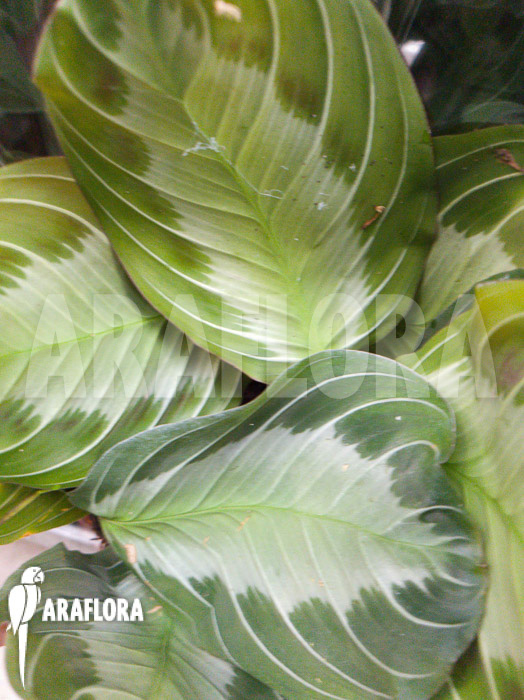 Maranta leuconeura var ‚Grey‘