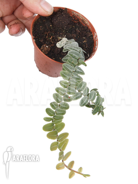 Marcgravia-rectifolia-white-5