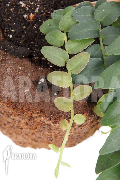 Marcgravia species ‚Colombia‘