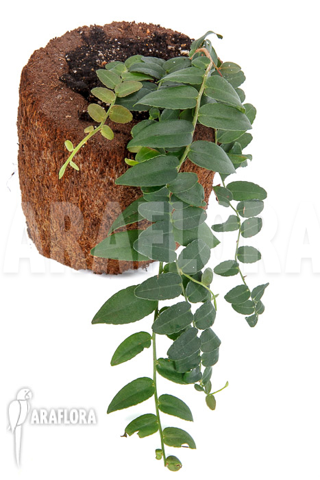 Marcgravia species ‚Colombia‘