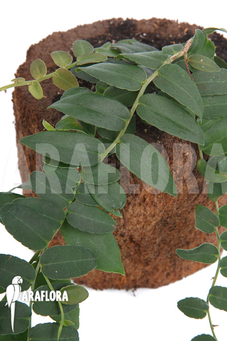 Marcgravia species ‚Colombia‘