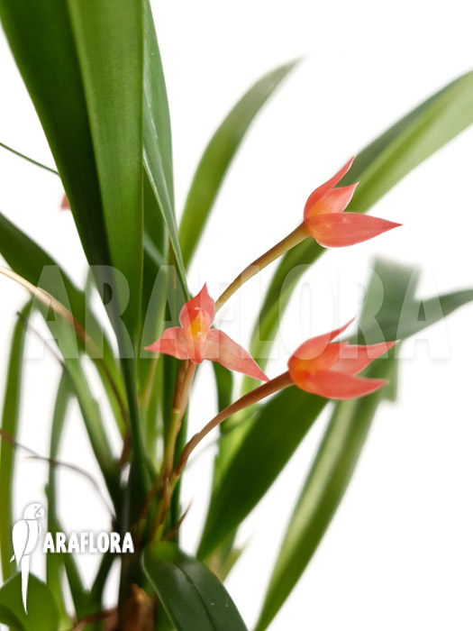 Maxillaria coccinea
