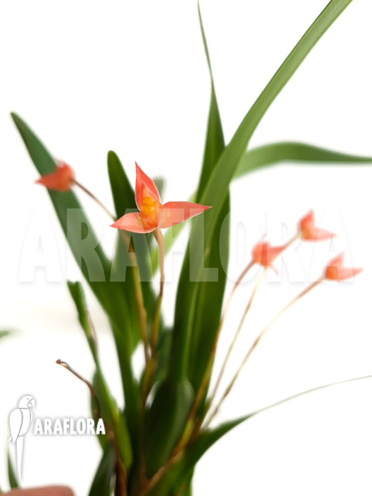 Maxillaria coccinea