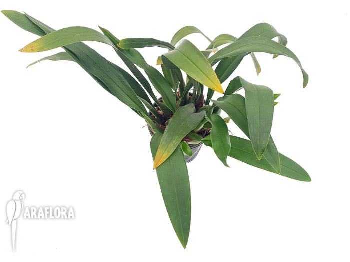 Maxillaria rufescens