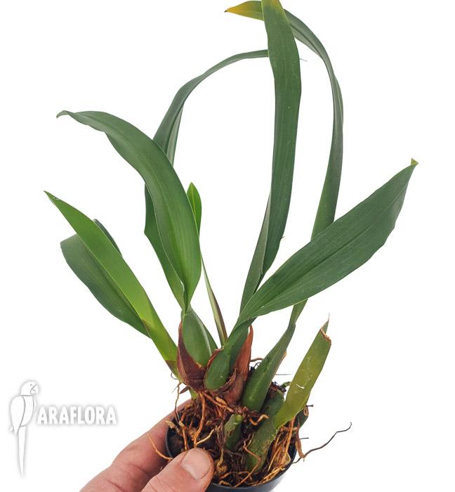 Maxillaria rufescens2