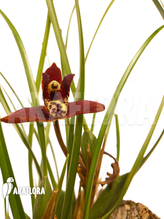 Maxillaria tenuifolia ‚on cork‘