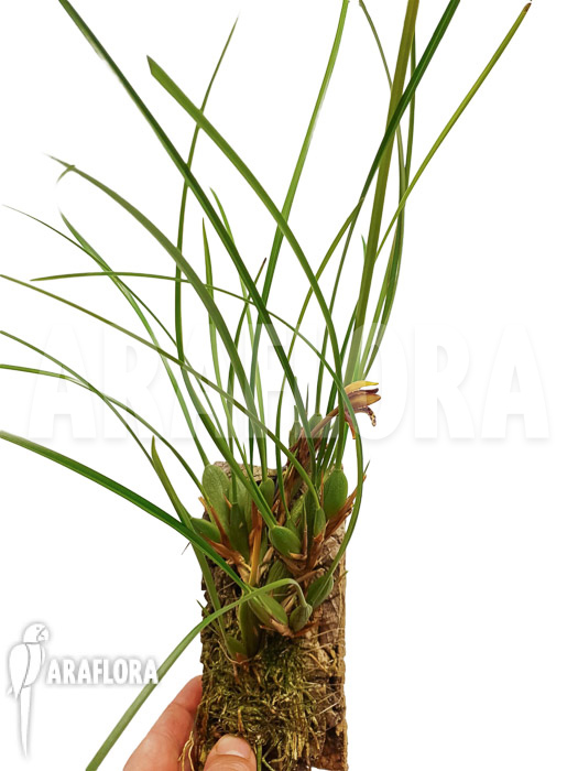 Maxillaria tenuifolia ‚on cork‘