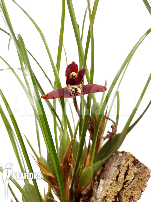 Maxillaria tenuifolia ‚on cork‘