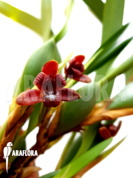 Maxillaria variabilis brown