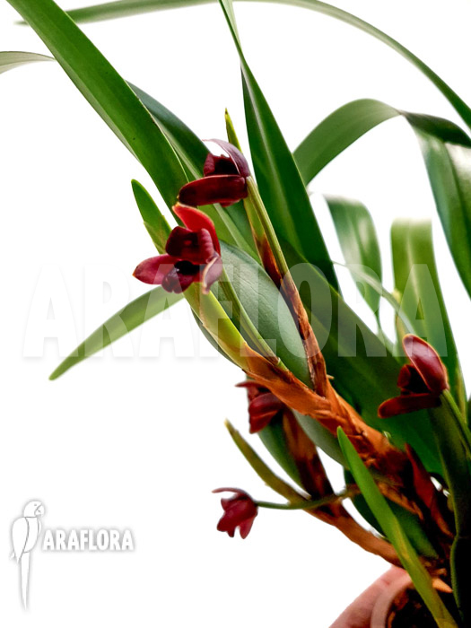 Maxillaria variabilis brown