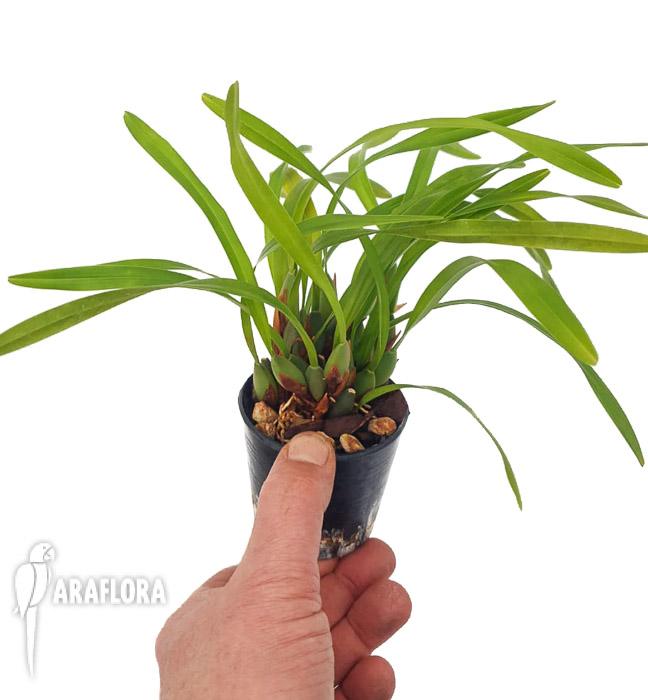 Maxillaria variabilis3