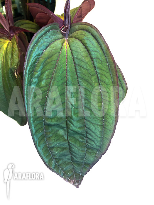 Medinilla x ‚Gregori Hambali‘