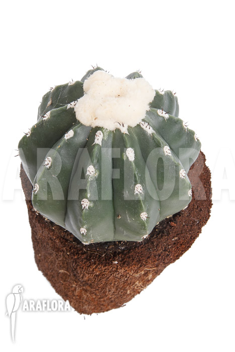 Melocactus-maxonii-inermis-3