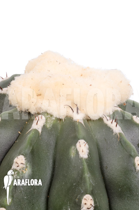 Melocactus-maxonii-inermis-5