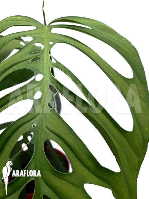 Monstera aff. Epipremnoides (Monstera esqueleto)