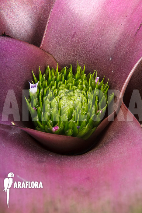 Neoregelia-concentrica-4