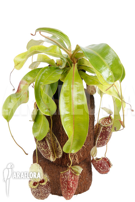 Nepenthes x hookeriana ‚Dark‘ (rafflesianum x ampularia) ‚XL‘