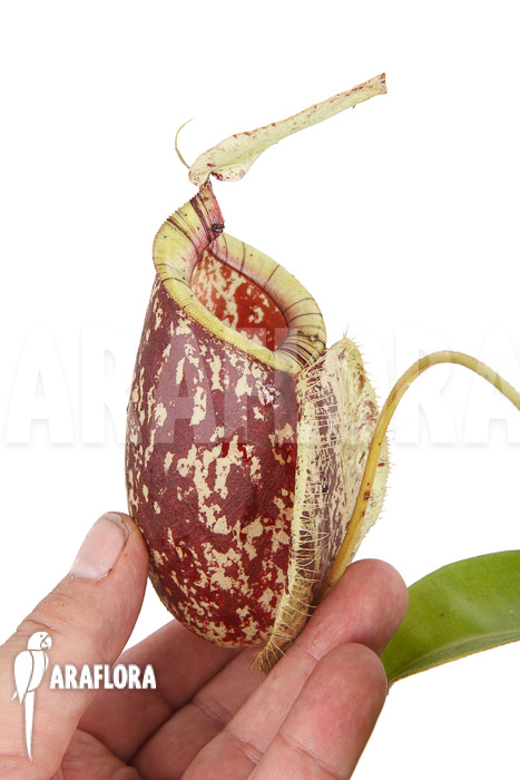 Nepenthes x hookeriana ‚Dark‘ (rafflesianum x ampularia) ‚XL‘