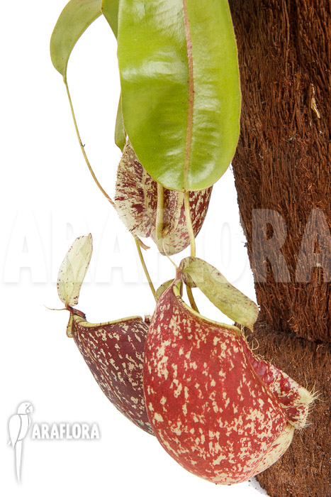 Nepenthes x hookeriana ‚Dark‘ (rafflesianum x ampularia) ‚XL‘