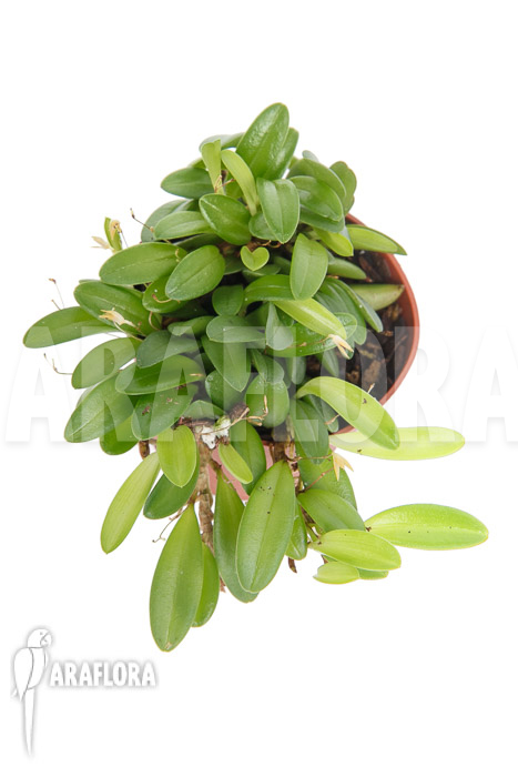 Panmorphia minutalis