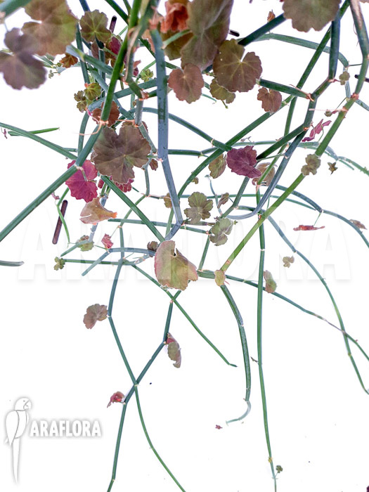 Pelargonium tetragonum